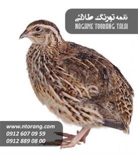 فروش جوجه بلدرچین 40 روزه